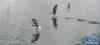 班公湖上嬉戏的棕头鸥（8月3日摄）。新华社记者 晋美多吉 摄