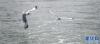 班公湖上飞翔的棕头鸥（8月3日摄）。新华社记者 晋美多吉 摄