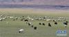 8月4日拍摄的尼玛县草原上的羊群。新华社记者 觉果 摄