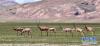 8月4日，藏羚羊在觅食。新华社记者 觉果 摄