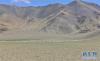 在西藏阿里地区日土县多玛乡帕珠贡玛牧业点，牧民们将几百只羊“集结”起来，准备挤奶（8月4日摄）。新华社记者 晋美多吉 摄