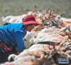 西藏阿里地区日土县多玛乡帕珠贡玛牧业点，牧民在给羊挤奶（8月4日摄）。 新华社记者 晋美多吉 摄