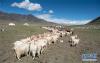 西藏阿里地区日土县多玛乡帕珠贡玛牧业点，牧民们将几百只羊“集结”起来，准备挤奶（8月4日摄）。 新华社记者 晋美多吉 摄