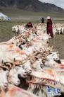 西藏阿里地区日土县多玛乡帕珠贡玛牧业点，牧民们将几百只羊“集结”起来，准备挤奶（8月4日摄）。 新华社记者 晋美多吉 摄