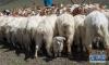 这是在西藏阿里地区日土县多玛乡帕珠贡玛牧业点拍摄的一只小羊（8月4日摄）。 新华社记者 晋美多吉 摄