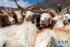 这是在西藏阿里地区日土县多玛乡帕珠贡玛牧业点拍摄的排队准备挤奶的羊（8月4日摄）。 新华社记者 晋美多吉 摄