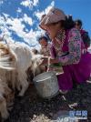 西藏阿里地区日土县多玛乡帕珠贡玛牧业点，牧民们在给羊挤奶（8月4日摄）。 新华社记者 晋美多吉 摄