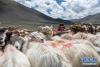 西藏阿里地区日土县多玛乡帕珠贡玛牧业点，牧民在给羊挤奶（8月4日摄）。 新华社记者 晋美多吉 摄
