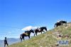 8月10日，在青海省玉树藏族自治州治多县加吉博洛镇境内的一处海拔4400余米的电网建设工地上，骡马驮运队队长赵文福赶着骡马向上攀登。新华社记者 张龙 摄