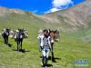 8月10日，在青海省玉树藏族自治州治多县加吉博洛镇境内的高山上，骡马驮运队队长赵文福带着骡马队前进。新华社记者 张龙 摄