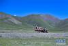 8月9日，在青海省玉树藏族自治州治多县治渠乡境内的一处海拔4200余米的电网建设工地上，工人从远处运送用于混凝土搅拌的水。新华社记者 张龙 摄