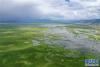 这是西藏当雄县境内的草原（8月9日无人机拍摄）。新华社记者 普布扎西 摄