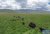 这是西藏当雄县草原上的牦牛（8月9日无人机拍摄）。新华社记者 普布扎西 摄