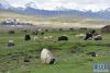 这是西藏当雄县草原上成群的牛羊（8月9日摄）。新华社记者 李鑫 摄