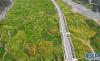 8月16日无人机拍摄的拉林公路沿线风景。新华社记者 普布扎西 摄