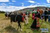 9月6日，在2019·西藏“中国农民丰收节”暨扎囊氆氇文化节上，扎囊县羊嘎居委会群众在进行秋收。 当日，2019·西藏“中国农民丰收节”暨扎囊氆氇文化节在西藏山南市扎囊县举行，节日将持续四天。 新华社记者 张汝锋 摄