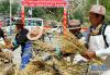 9月6日，在2019·西藏“中国农民丰收节”暨扎囊氆氇文化节上，扎囊县羊嘎居委会群众在进行秋收。 当日，2019·西藏“中国农民丰收节”暨扎囊氆氇文化节在西藏山南市扎囊县举行，节日将持续四天。 新华社记者 张汝锋 摄
