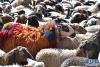 这是羊群中的头羊（9月9日摄）。新华社记者 李鑫 摄