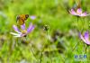 9月14日，一只蝴蝶在金色池塘生态景区的花丛中飞舞。 初秋时节，西藏拉萨市达孜区塔杰乡巴嘎雪村金色池塘生态景区景色怡人。 新华社记者 张汝锋 摄