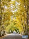 拉萨河谷南侧道路上的风景（10月6日摄）。 金秋时节，拉萨河两岸杨树披上“金装”。 新华社发（孙非摄）