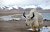 这是10月5日在纳木错湖畔拍摄的牦牛。 秋日的西藏纳木错显得格外清澈。 新华社记者 觉果摄