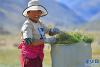南巴村村民贡觉卓玛在收草料（10月10日摄）。 新华社记者 李鑫 摄