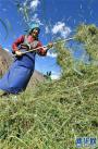 南巴村村民次央在收割草料（10月10日摄）。新华社记者 觉果 摄