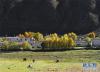 拉萨市楚布沟秋景（10月10日摄）。新华社记者 普布扎西 摄