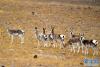 10月20日，在那曲市双湖县，一群黄羊在小憩。新华社记者 觉果 摄