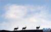 10月21日，在那曲市双湖县，藏羚羊走在山梁上。新华社记者 觉果 摄