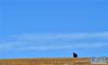 10月21日在那曲市双湖县拍摄的一头野牦牛。新华社记者 觉果 摄