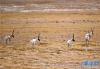 10月20日在那曲市双湖县拍摄的迁徙途中的藏羚羊。新华社记者 觉果 摄