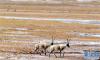 10月21日，在那曲市双湖县，藏羚羊在公路边觅食。新华社记者 觉果 摄