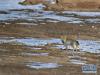 11月9日，一只藏狐在青海玛沁县境内的草原上活动。新华社记者 张龙 摄