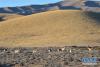 11月9日，一群藏原羚在青海玛沁县境内的草原上活动。新华社记者 李亚光 摄