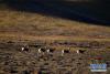 11月9日，一群藏原羚在青海玛沁县境内的草原上活动。新华社记者 张龙 摄