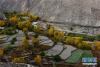 翻越川藏线72道拐后的美景（10月23日摄）。新华社记者 陈天湖 摄