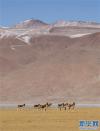 这是在西藏那曲市拍摄的一群藏野驴（12月23日摄）。新华社记者 孙非 摄
