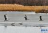 拉鲁湿地里的斑头雁（1月1日摄）。 新华社记者 张汝锋 摄