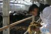 1月9日，在四川省阿坝藏族羌族自治州小金县新桥乡一家牦牛养殖场，工作人员检查饲料的状况。