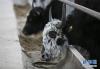 这是1月9日在四川省阿坝藏族羌族自治州小金县新桥乡一家牦牛养殖场拍摄的牦牛。 