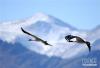 1月11日，黑颈鹤飞翔在拉萨市林周县虎头山水库上空。新华社发（李伟明摄）