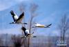 1月11日，黑颈鹤在拉萨市林周县虎头山水库周边的村庄飞翔。新华社发（李伟明摄）