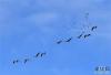 斑头雁飞舞在拉鲁湿地上空（1月12日摄）。 新华社记者 张汝锋 摄