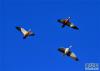 一只斑头雁（右下）和两只赤麻鸭在拉鲁湿地上空飞翔（1月12日摄）。新华社记者 张汝锋 摄