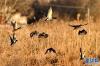 野鸭在拉鲁湿地上飞舞（1月12日摄）。 新华社记者 张汝锋 摄