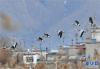 斑头雁在拉鲁湿地飞翔（1月12日摄）。 新华社记者 张汝锋 摄