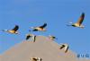 斑头雁飞翔在拉鲁湿地上空（1月12日摄）。 新华社记者 张汝锋 摄
