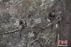 1月20日，在保护区内活动的滇金丝猴。滇金丝猴是中国特有的一级珍稀濒危保护动物，是世界上栖息海拔高度最高的灵长类动物。栖息于海拔3000米以上的高山暗针叶林带，活动范围为2500米至4500米的高山。位于云南省迪庆藏族自治州的白马雪山国家级自然保护区，是滇金丝猴分布的重点地区之一。近年来，随着生态环境不断改善、保护工作有效推进，保护区内的滇金丝猴数量不断增多。中新社记者 刘冉阳 摄