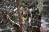 1月20日，在保护区内活动的滇金丝猴。滇金丝猴是中国特有的一级珍稀濒危保护动物，是世界上栖息海拔高度最高的灵长类动物。栖息于海拔3000米以上的高山暗针叶林带，活动范围为2500米至4500米的高山。位于云南省迪庆藏族自治州的白马雪山国家级自然保护区，是滇金丝猴分布的重点地区之一。近年来，随着生态环境不断改善、保护工作有效推进，保护区内的滇金丝猴数量不断增多。中新社记者 刘冉阳 摄